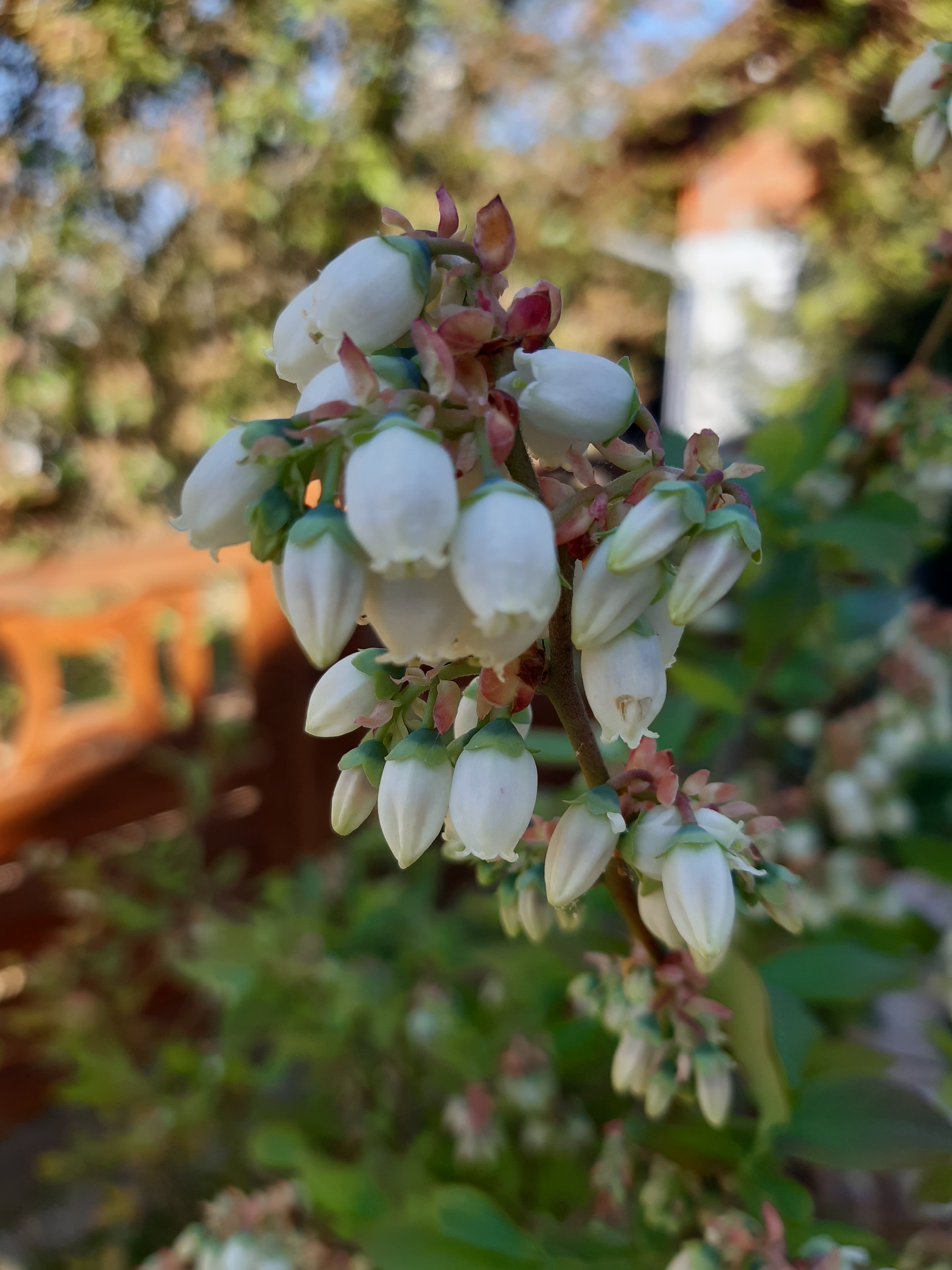 Baum Blüte Frühling