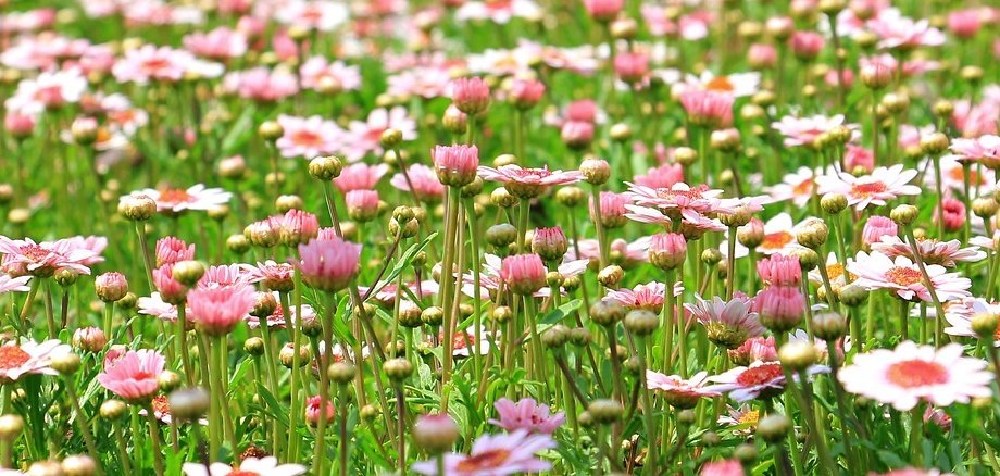 Margeriten auf einer Wiese