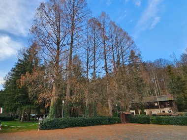 Mammutbäume vor den Baumpflegearbeiten